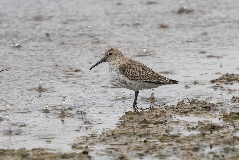 Dunlin , 1/640 sec, f/7.1, 500 mm, ISO 2500