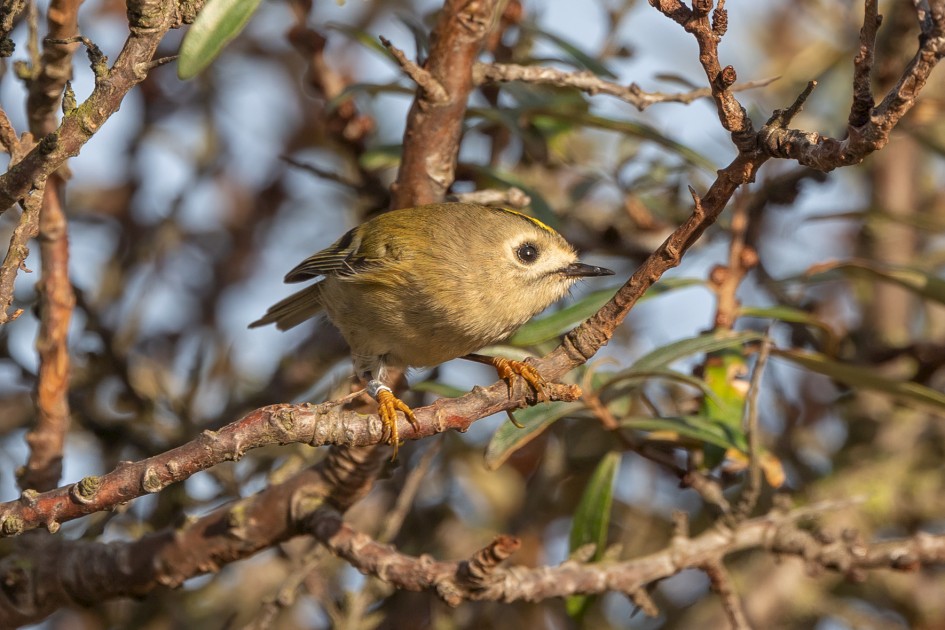 Goldcrest, 1/500 sec, f/7.1, 500 mm, ISO 250