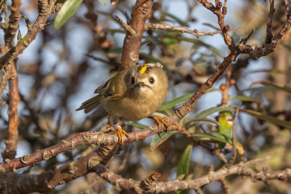 Goldcrest , 1/500 sec, f/7.1, 500 mm, ISO 250