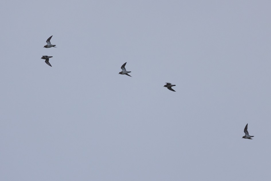 Golden Plover, 1/2500 sec, f/7.1, 500 mm, ISO 1250
