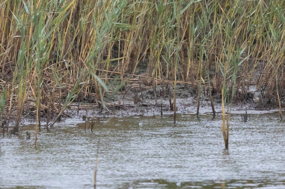 Jack Snipe, 1/640 sec, f/7.1, 500 mm, ISO 3200