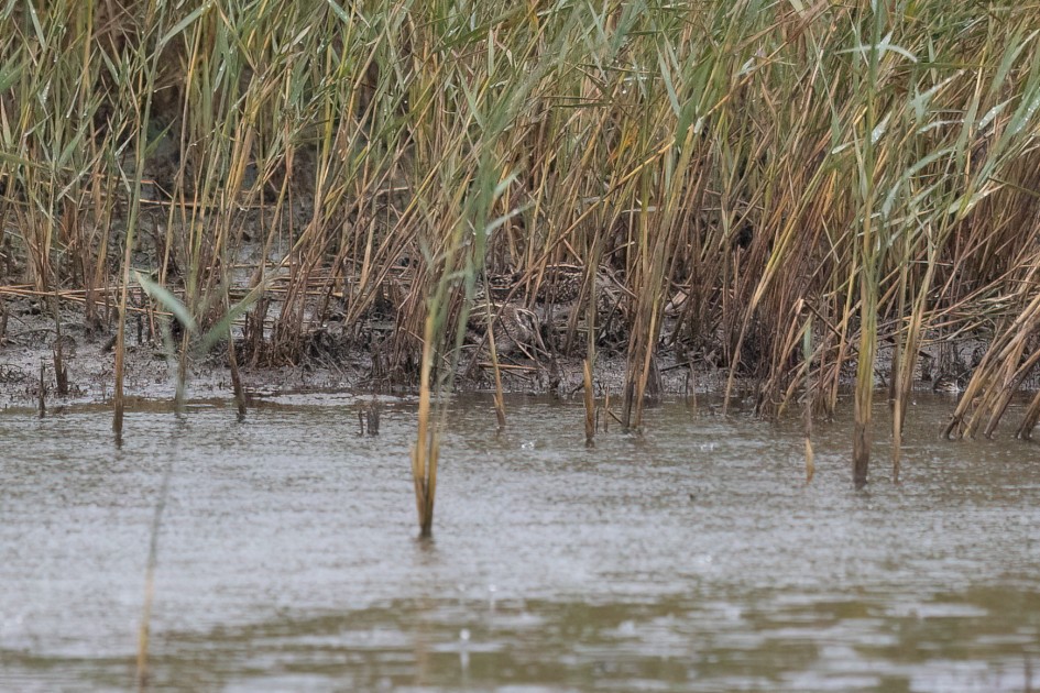 Jack Snipe And Snipe, 1/500 sec, f/7.1, 500 mm, ISO 3200