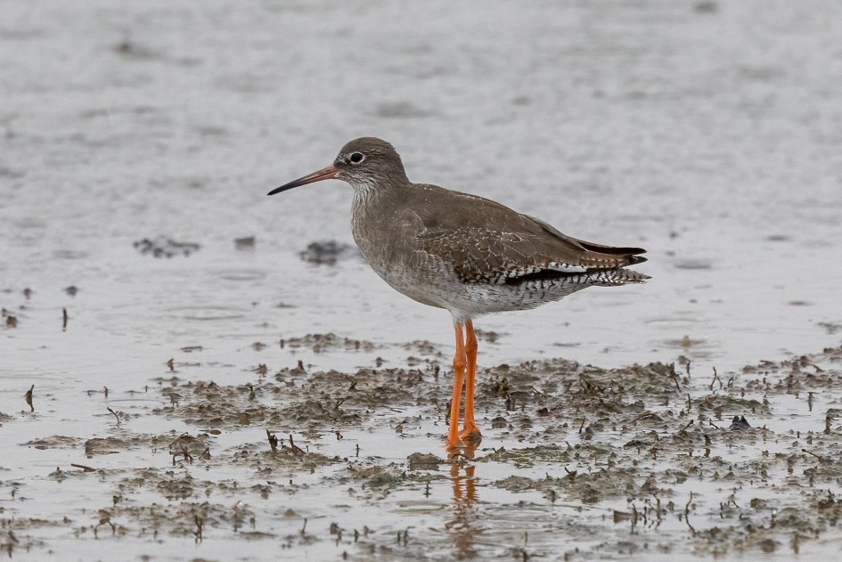 Redshank , 1/640 sec, f/7.1, 500 mm, ISO 3200
