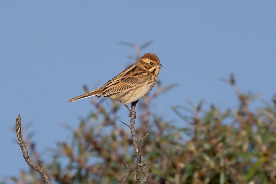 Reed Bunting, 1/640 sec, f/7.1, 500 mm, ISO 125