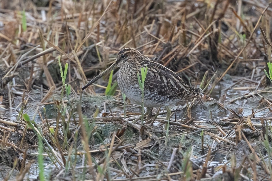 Snipe -, 1/640 sec, f/7.1, 500 mm, ISO 5000