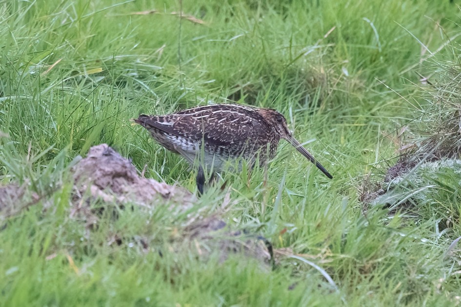 Snipe , 1/500 sec, f/7.1, 500 mm, ISO 8000