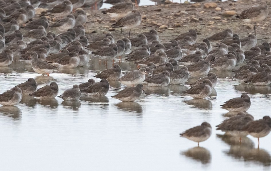Spotted Redshank, 1/500 sec, f/7.1, 500 mm, ISO 2000