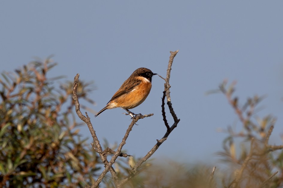 Stonechat, 1/500 sec, f/7.1, 500 mm, ISO 125