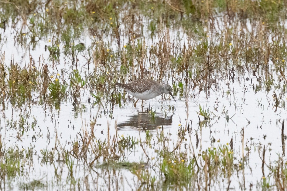 Lesser Yellowlegs, 1/2500 sec, f/7.1, 500 mm, ISO 8000