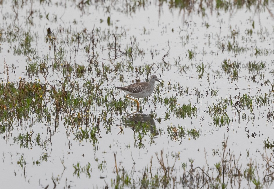 Lesser Yellowlegs , 1/500 sec, f/7.1, 500 mm, ISO 1250