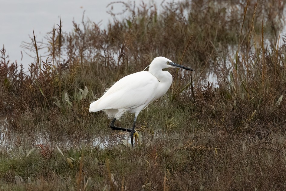 Little Egret, 1/2500 sec, f/7.1, 500 mm, ISO 2500