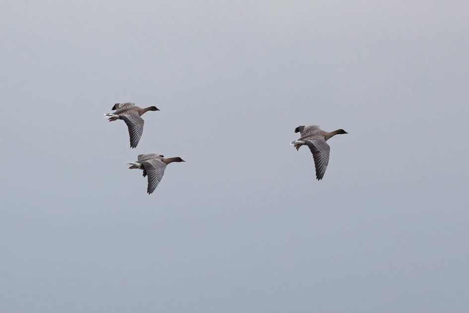Pinkfeet, 1/2500 sec, f/7.1, 500 mm, ISO 1600