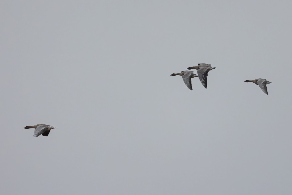 Pinkfeet , 1/2500 sec, f/7.1, 500 mm, ISO 2000