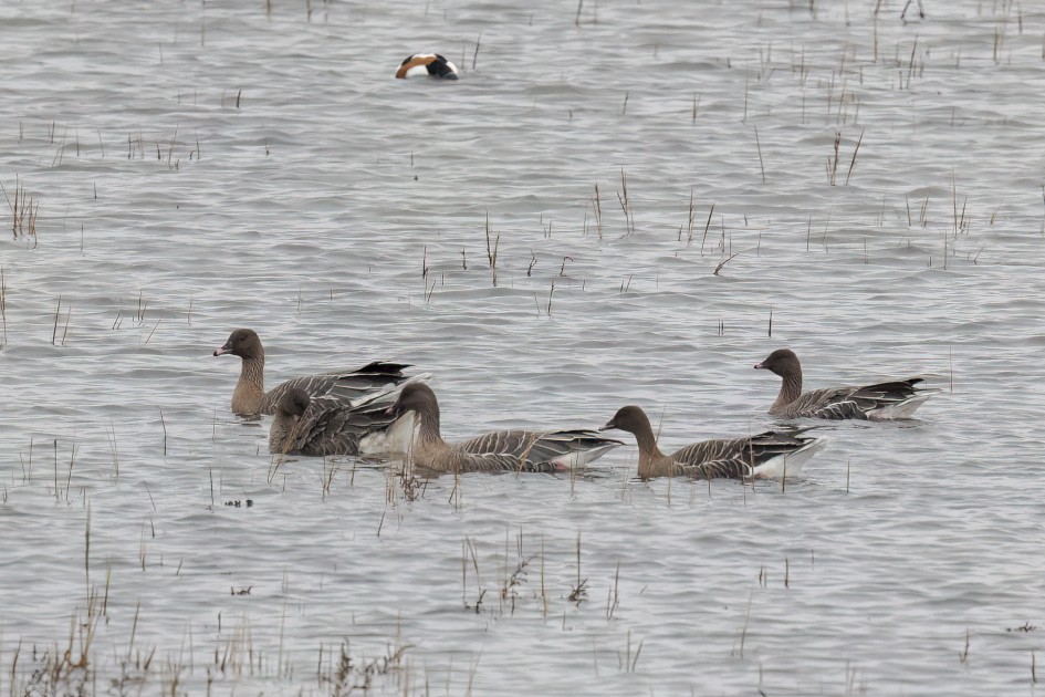 Pinkfeet , 1/2500 sec, f/7.1, 500 mm, ISO 3200