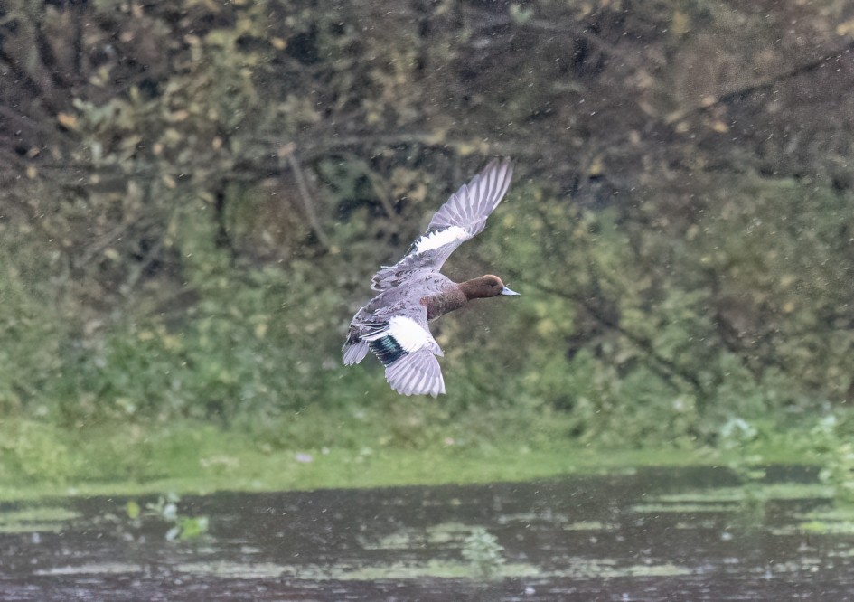 Wigeon, 1/1600 sec, f/7.1, 500 mm, ISO 25600