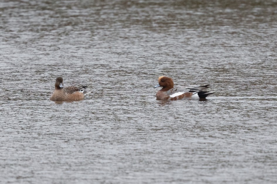 Wigeon , 1/500 sec, f/7.1, 500 mm, ISO 2500