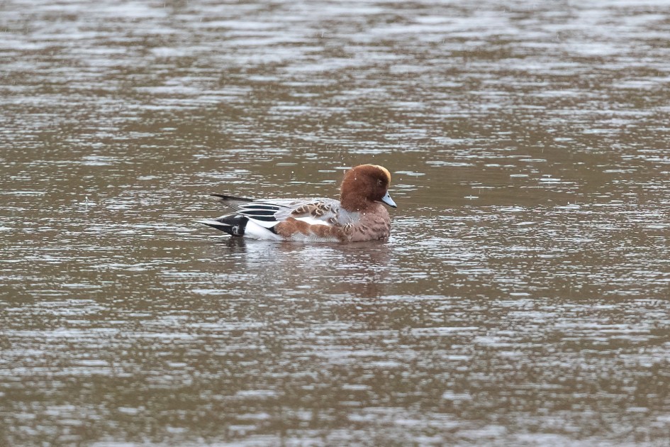 Wigeon , 1/640 sec, f/7.1, 500 mm, ISO 6400