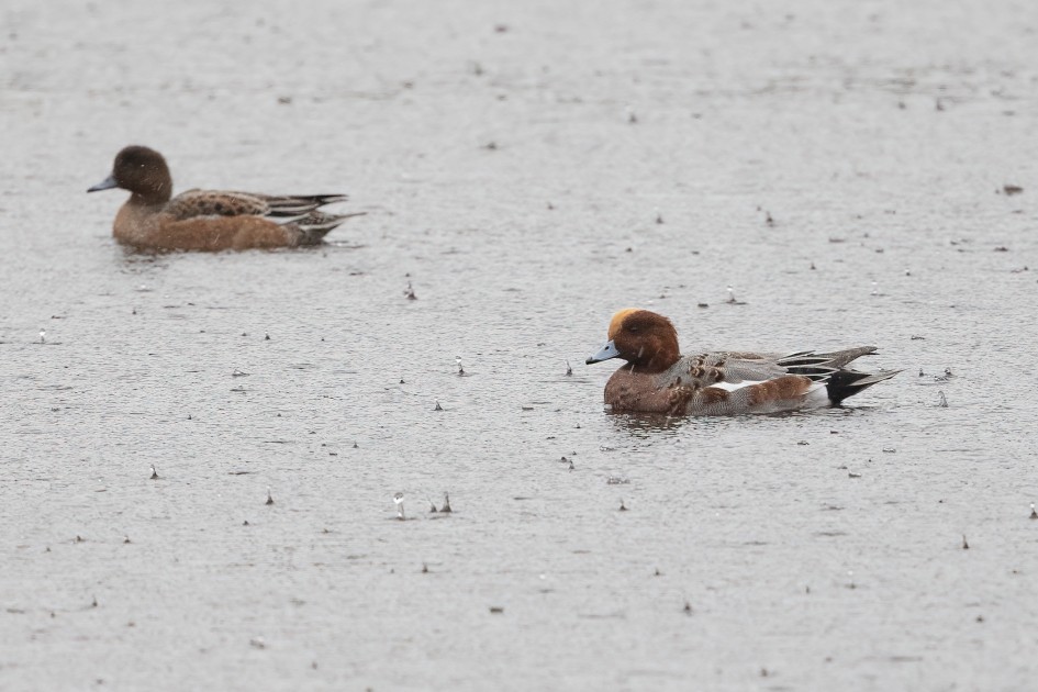 Wigeon , 1/640 sec, f/7.1, 500 mm, ISO 1600