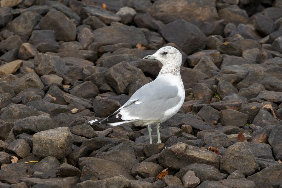 Common Gull, 1/500 sec, f/7.1, 500 mm, ISO 640