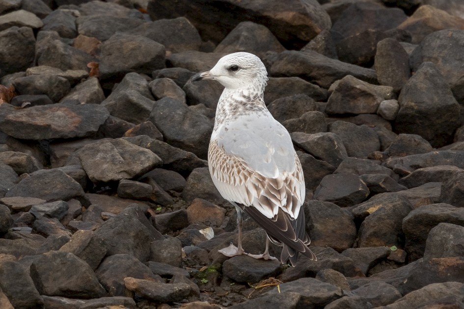Common Gull - First Cycle, 1/500 sec, f/7.1, 500 mm, ISO 640