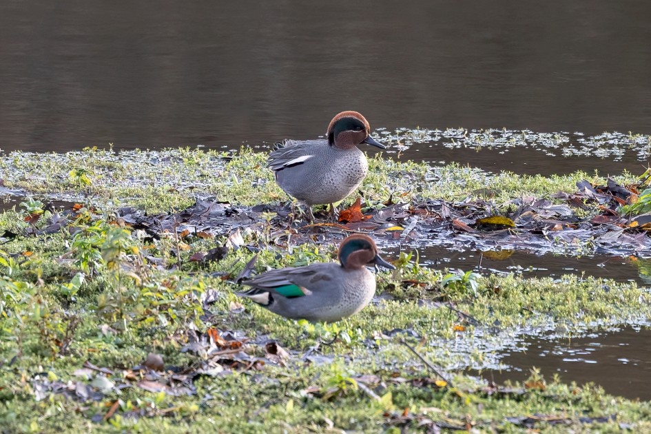 Teal, 1/640 sec, f/7.1, 500 mm, ISO 1600