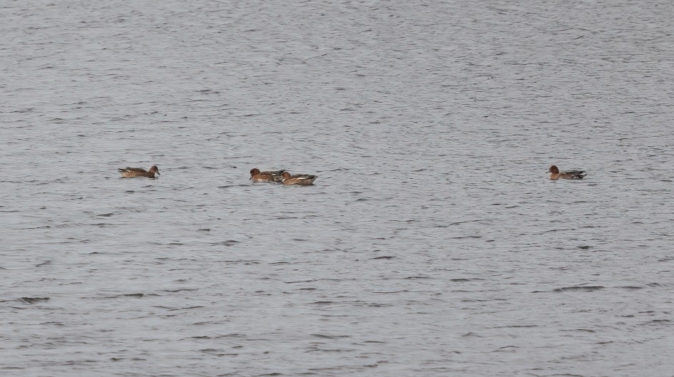Wigeon, 1/500 sec, f/7.1, 500 mm, ISO 500