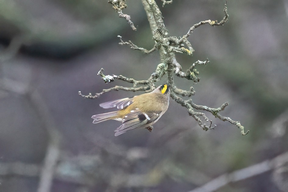 Goldcrest-, 1/1000 sec, f/7.1, 500 mm, ISO 25600