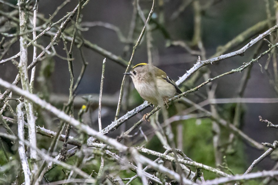 Goldcrest, 1/1600 sec, f/7.1, 500 mm, ISO 25600