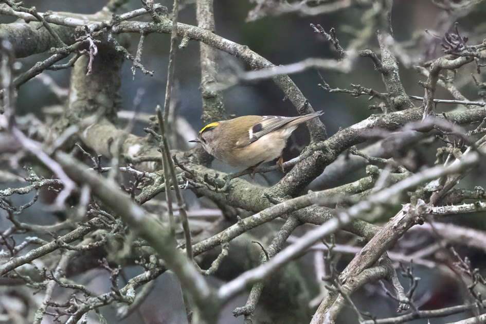 Goldcrest, 1/1250 sec, f/7.1, 500 mm, ISO 25600