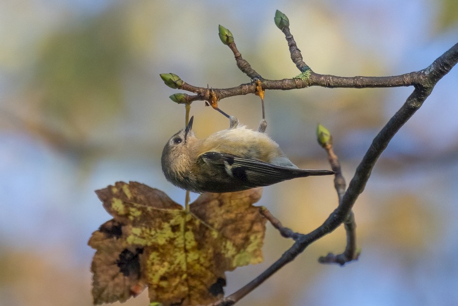 Goldcrest, 1/2500 sec, f/7.1, 500 mm, ISO 3200