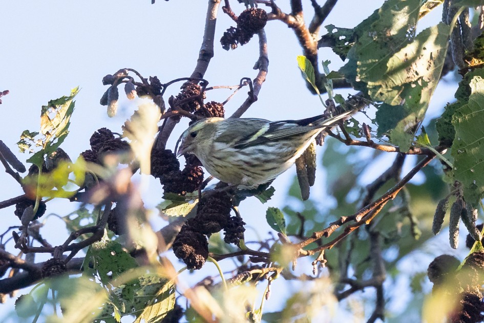 Siskin, 1/2500 sec, f/7.1, 500 mm, ISO 6400