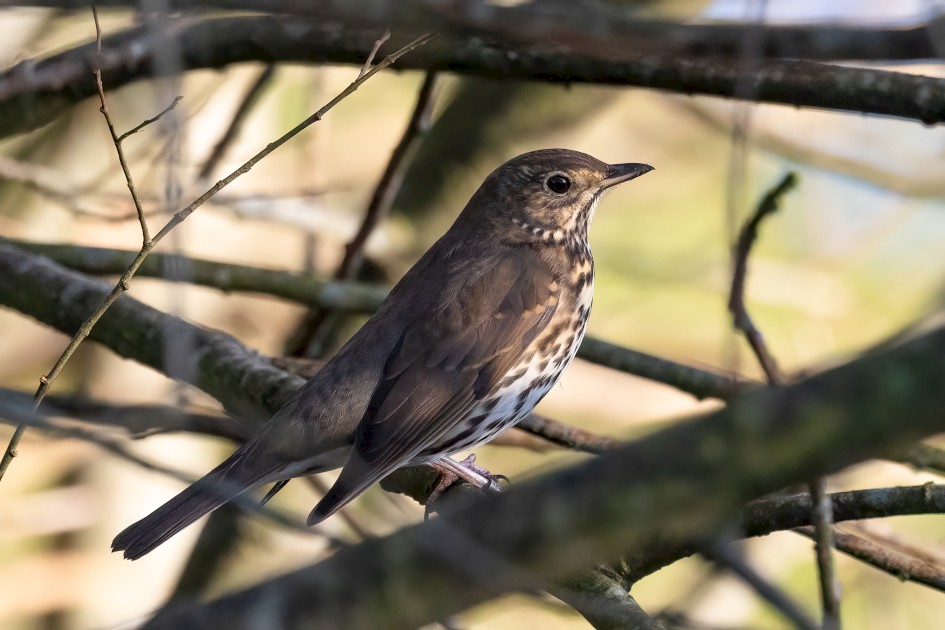 Song Thrush, 1/2000 sec, f/7.1, 500 mm, ISO 4000