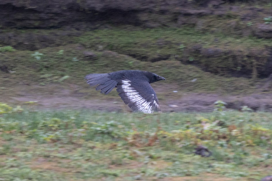 Carrion Crow, 1/500 sec, f/7.1, 500 mm, ISO 2500