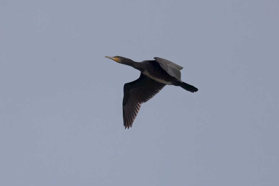 Cormorant, 1/2000 sec, f/7.1, 500 mm, ISO 1250