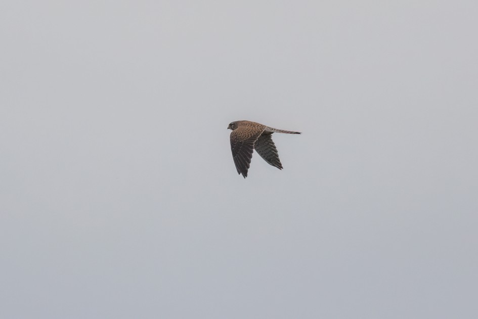 Kestrel, 1/2000 sec, f/7.1, 500 mm, ISO 1000