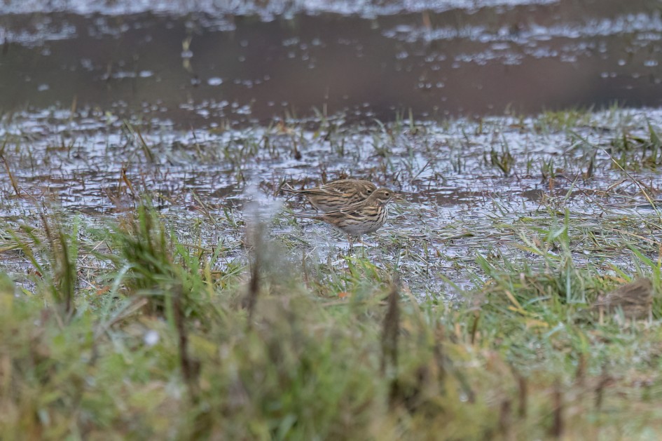 Meadow Pipits, 1/640 sec, f/7.1, 500 mm, ISO 2500