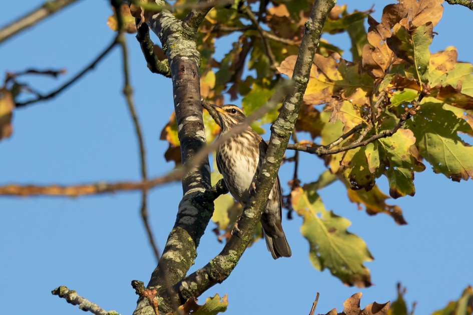 Redwing, 1/2500 sec, f/7.1, 500 mm, ISO 1250