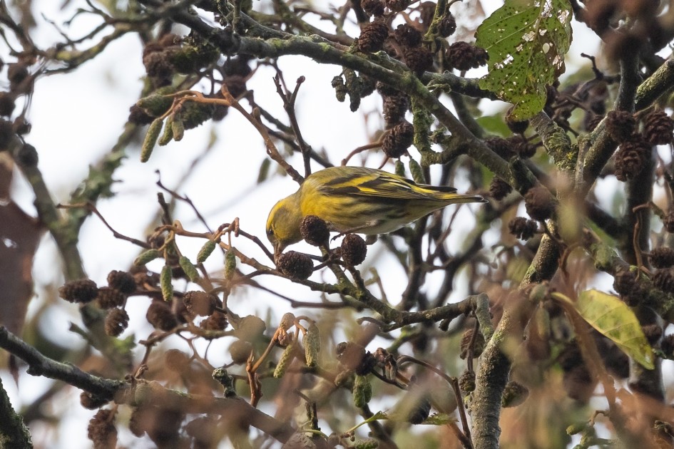 Siskin, 1/640 sec, f/7.1, 500 mm, ISO 2000