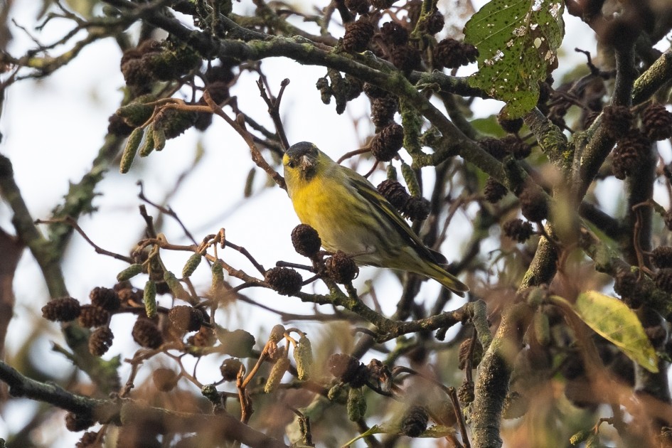 Siskin , 1/500 sec, f/7.1, 500 mm, ISO 2500
