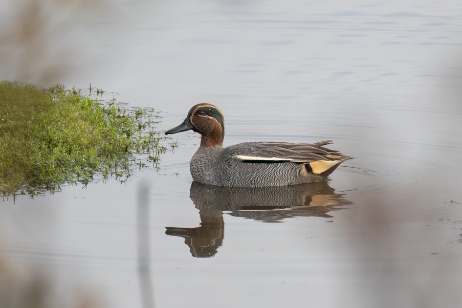 Teal, 1/640 sec, f/7.1, 500 mm, ISO 1000