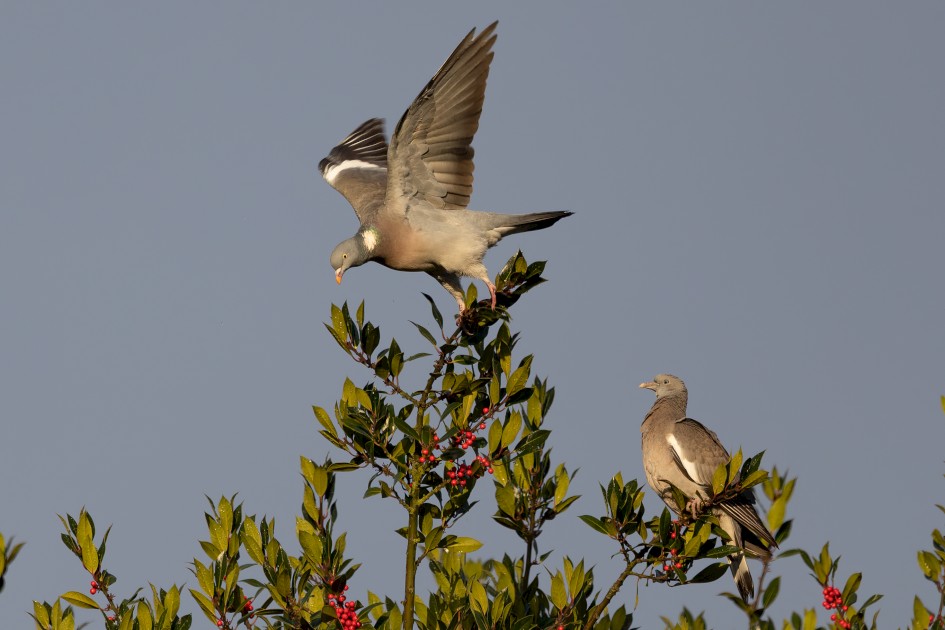 Woodpigeons, 1/500 sec, f/7.1, 500 mm, ISO 250