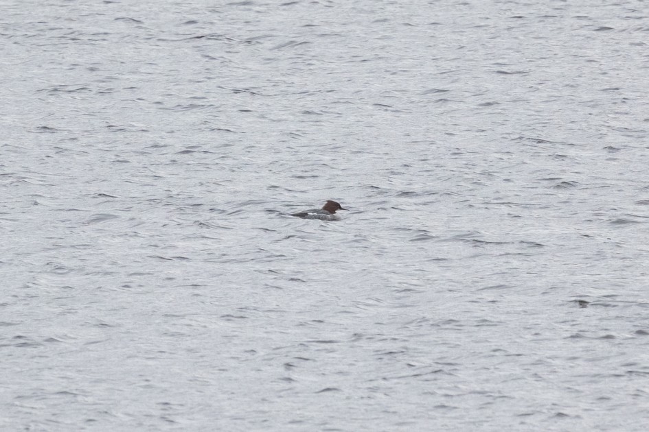 Goosander, 1/500 sec, f/7.1, 500 mm, ISO 800