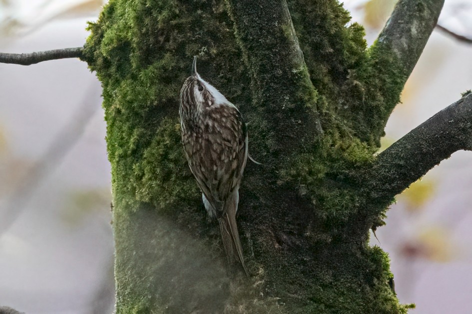 Treecreeper, 1/2000 sec, f/7.1, 500 mm, ISO 16000