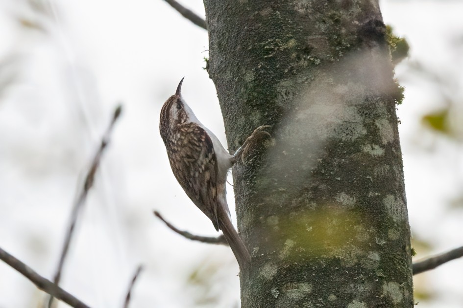 Treecreeper , 1/2000 sec, f/7.1, 500 mm, ISO 5000