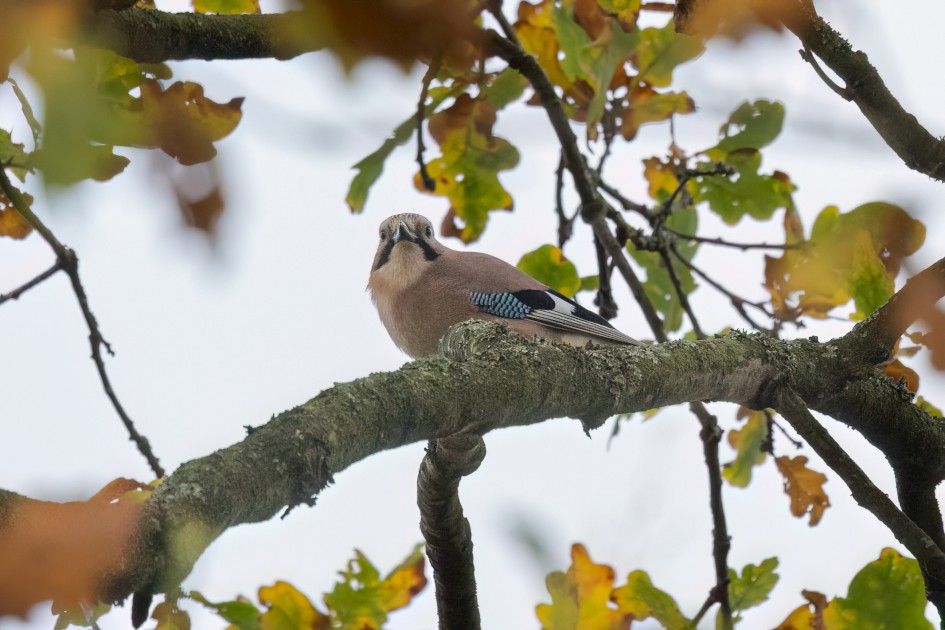 Jay, 1/2000 sec, f/7.1, 500 mm, ISO 5000