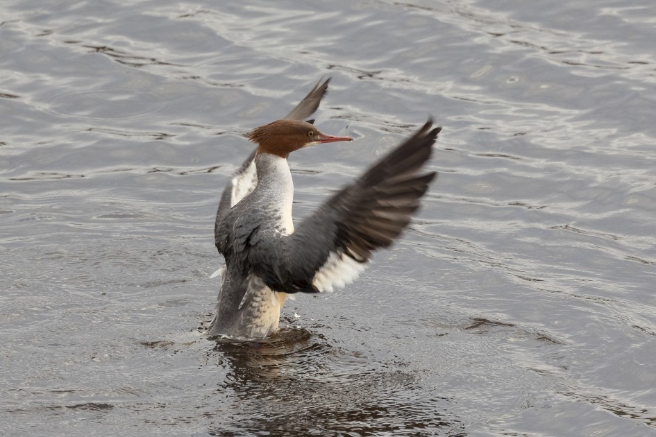 Female Goosander, 1/640 sec, f/7.1, 500 mm, ISO 1000