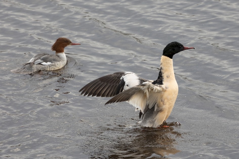 Goosander, 1/640 sec, f/7.1, 500 mm, ISO 800