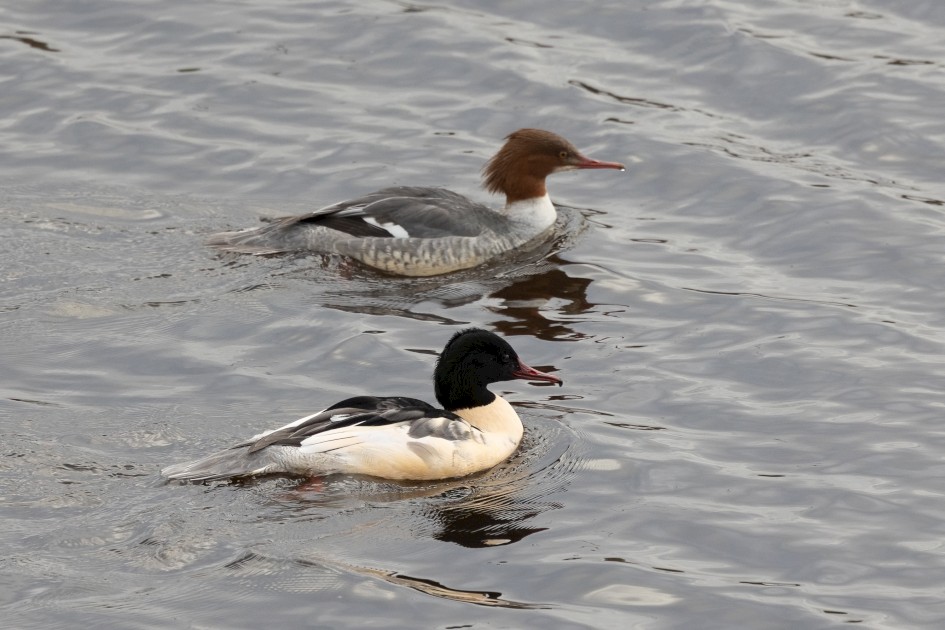Goosanders, 1/500 sec, f/7.1, 500 mm, ISO 800