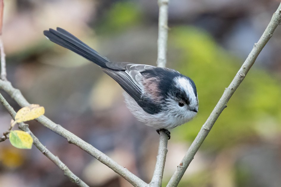Long-tailed Tit, 1/2000 sec, f/7.1, 500 mm, ISO 25600