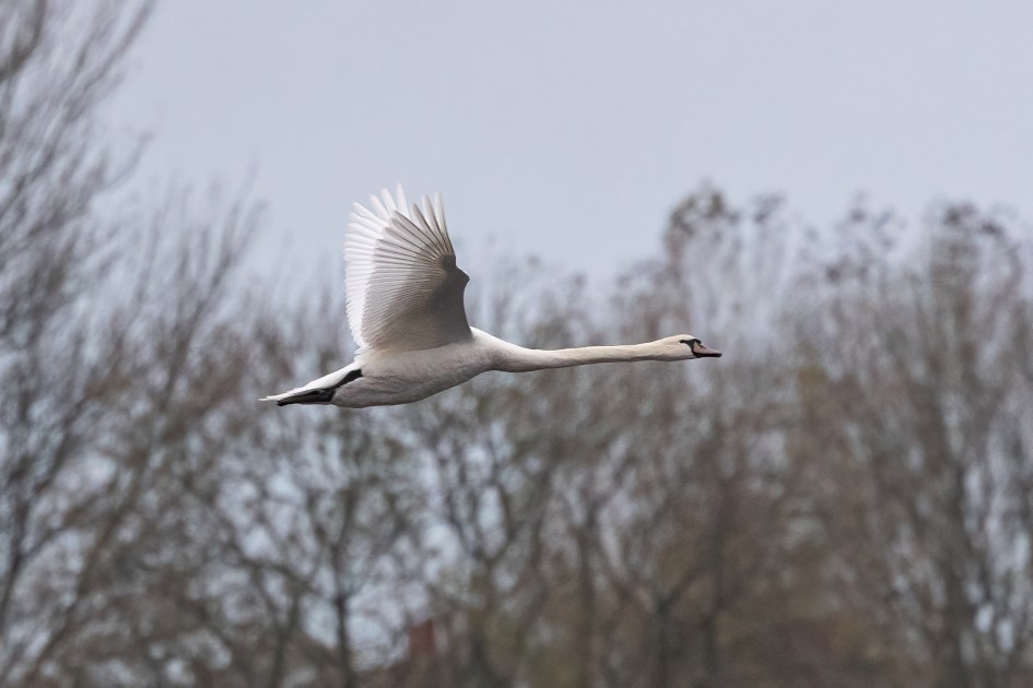 Mute Swan, 1/2500 sec, f/7.1, 500 mm, ISO 5000